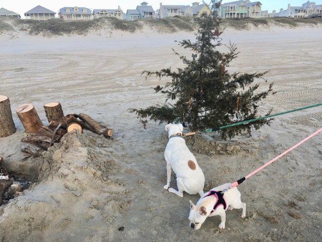 lucy and Twiggy on the beach