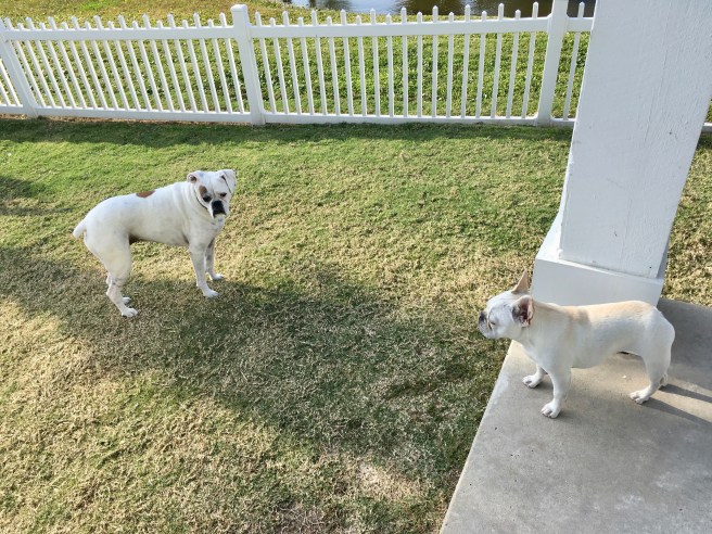 Twiggy and Lucy