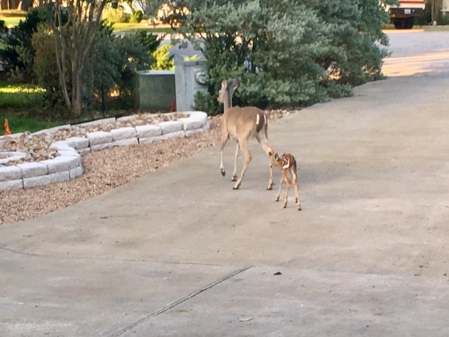 The front yard deer