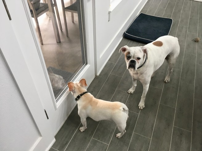 Twiggy and Lucy