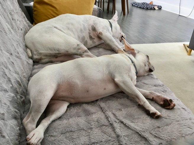 Twiggy and Lucy