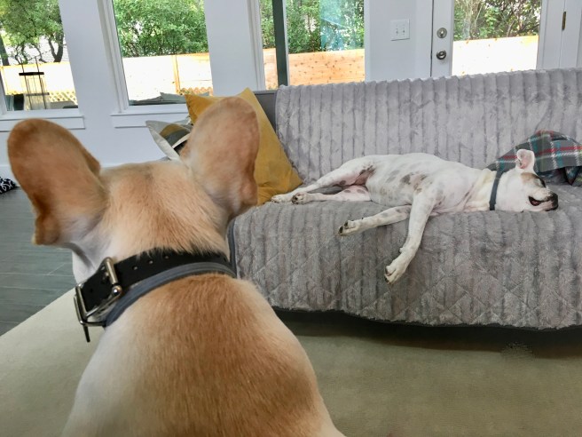 Twiggy and Lucy