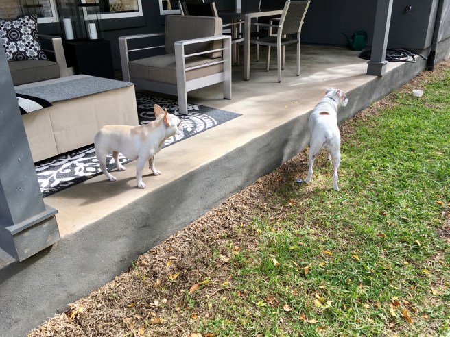 Twiggy and Lucy