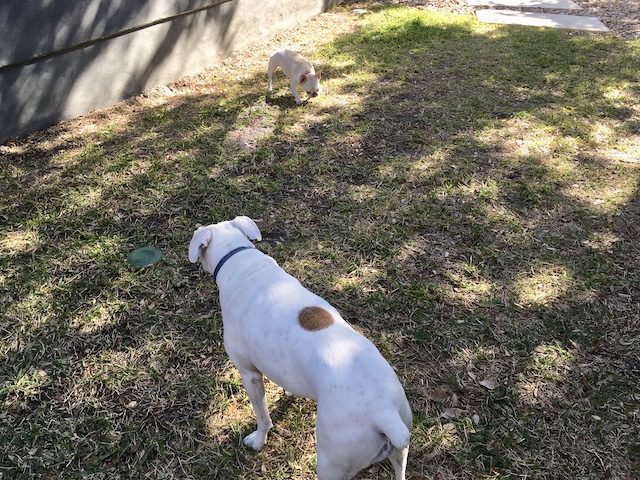 Twiggy and Lucy