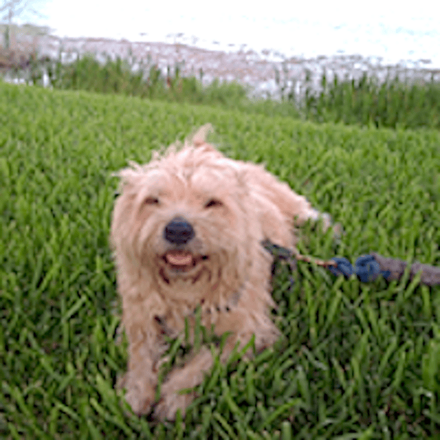 Danny the Dog