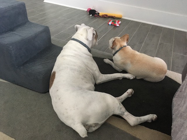 Twiggy and Lucy