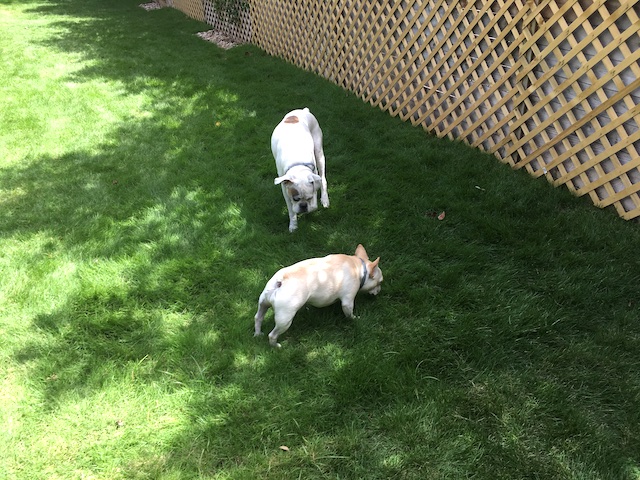 Twiggy and Lucy
