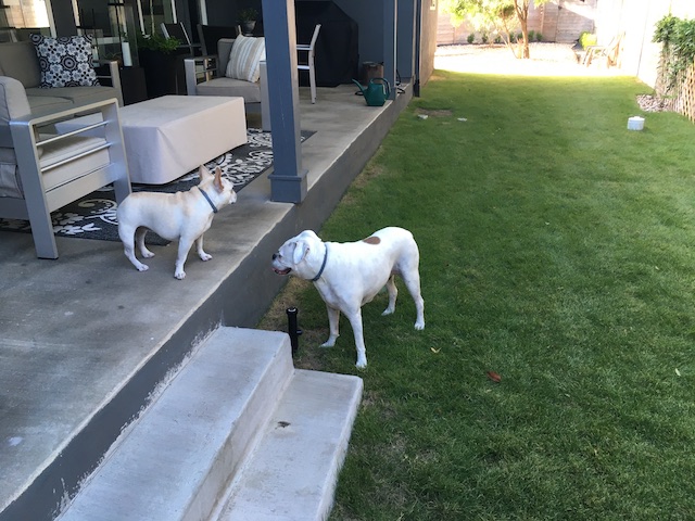Twiggy and Lucy