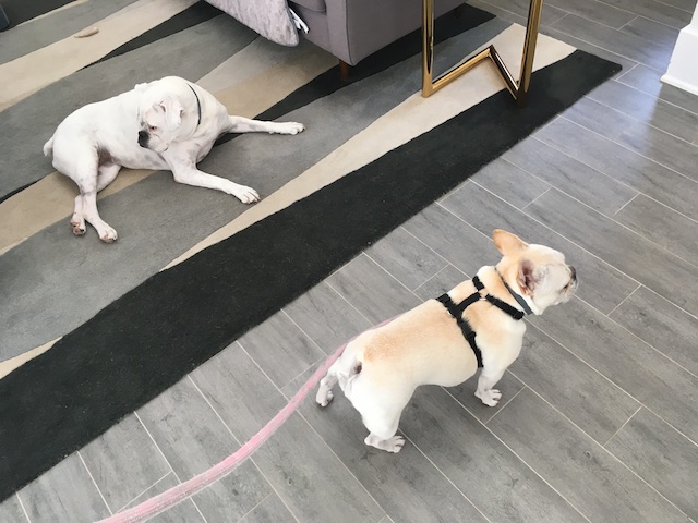 Twiggy and Lucy