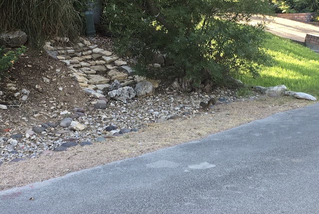 Views of the Neighborhood