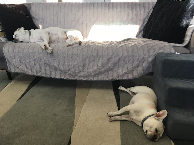Hump Day with Twiggy and Lucy