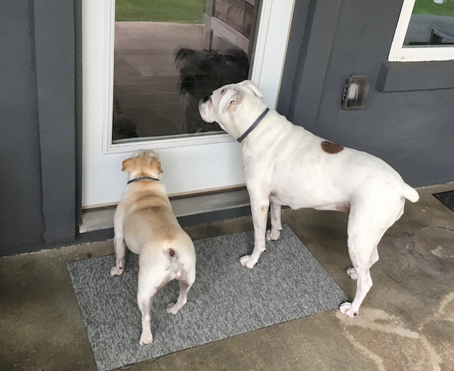 Twiggy and Lucy