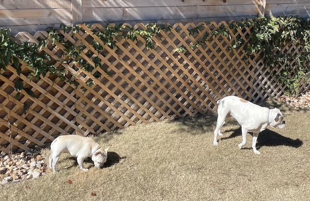 Twiggy and Lucy