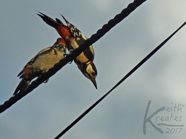 Two birds on a wire. One upside down