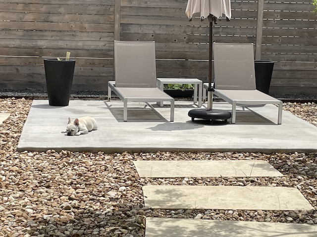 Twiggy on the patio looking sad