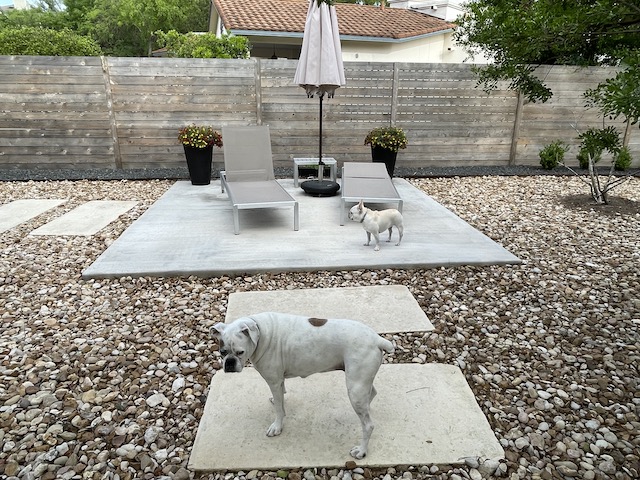 Lucy and Twiggy in the backyard