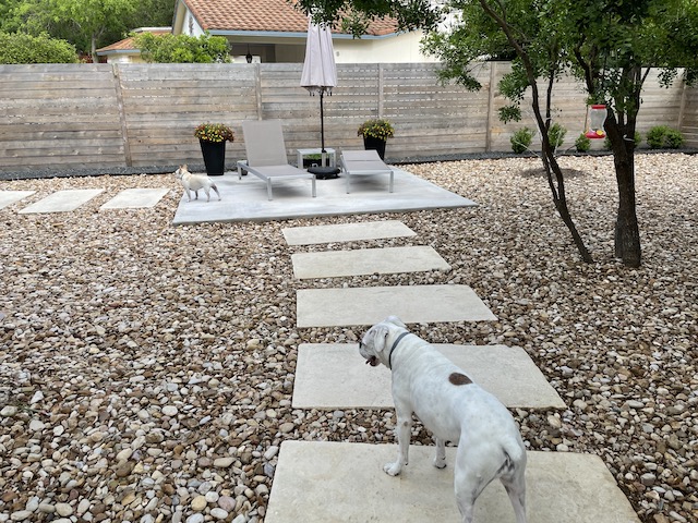 Lucy and Twiggy in the backyard