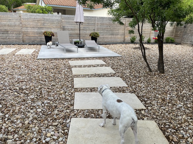 Lucy and Twiggy in the backyard