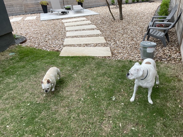 Lucy and Twiggy in the backyard