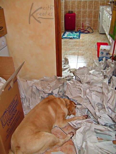 Photo of a dog in paper