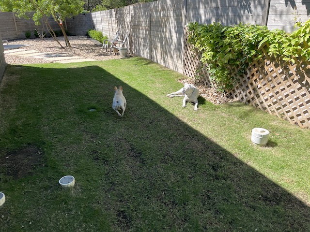 Photo of Twiggy trotting by Lucy