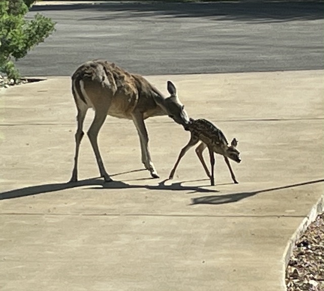 Photo of a mama deer and fawn