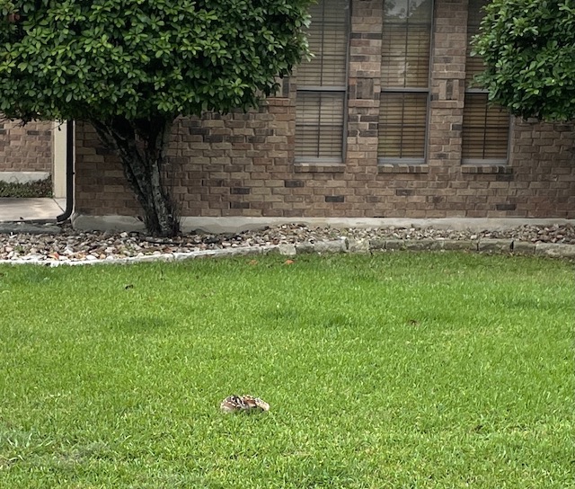 Photo of a fan in the grass