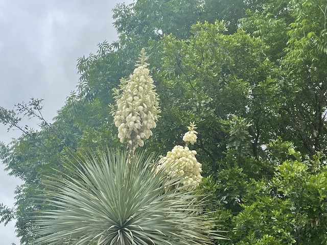 Photos of flowers