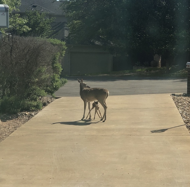 Photo of a fawn and mother