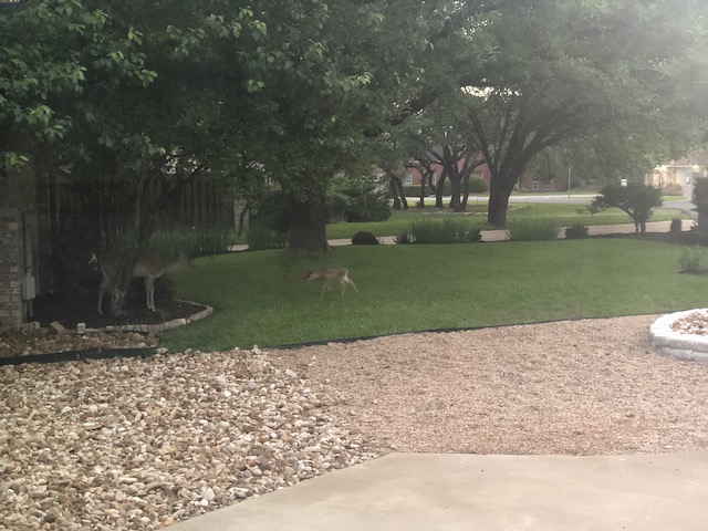 Photo of deer and mother