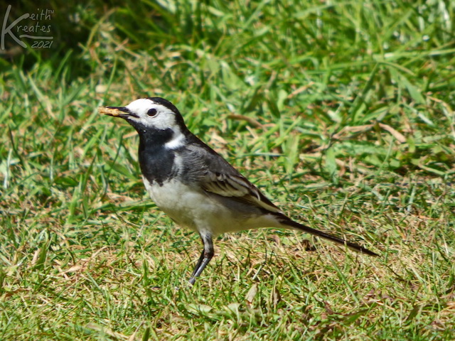 Photo of a bird