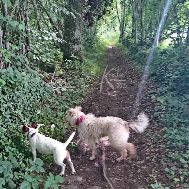 Photo of two dogs in a ravine