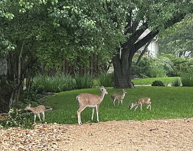 Photo of mama deer and triplets
