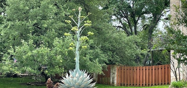 Photo of artichoke agave