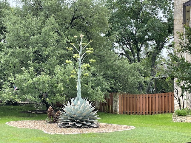Photo of artichoke agave