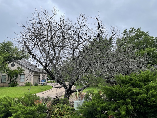 Photo of fig tree