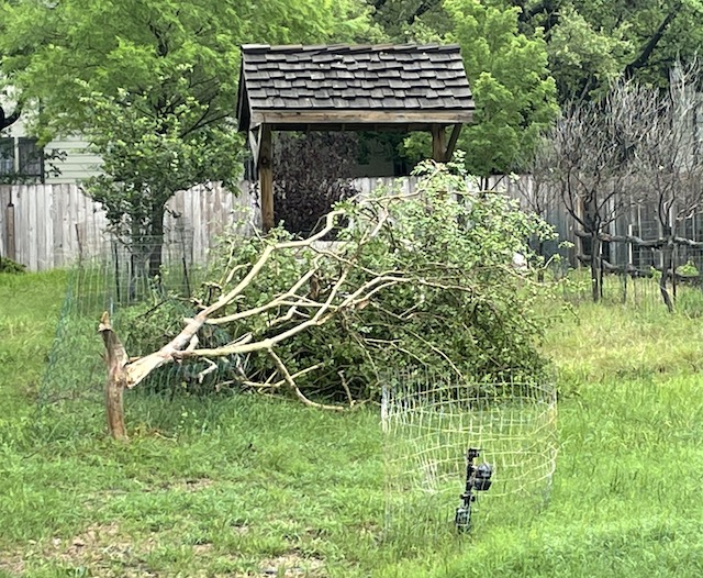 Photo of broken tree