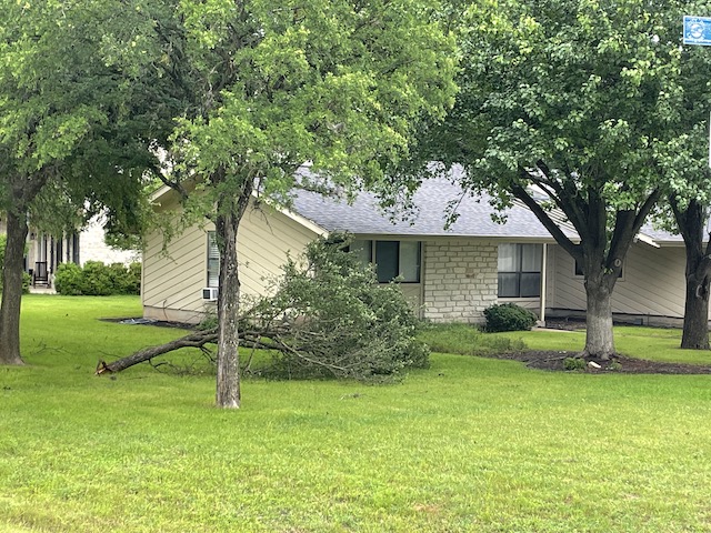 Photo of broken tree limb