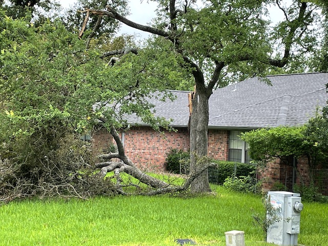 Photo of broken tree limb