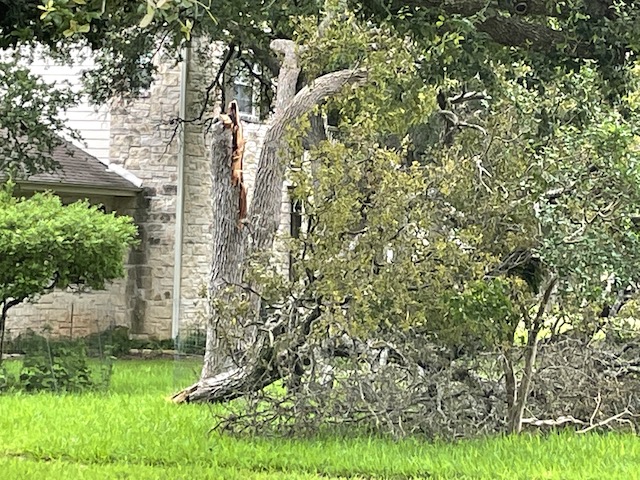 Broken tree limb