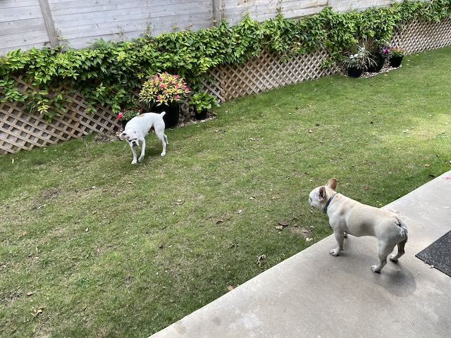 Photo of Lucy and Twiggy