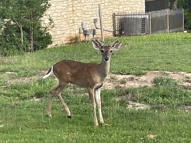Male deer
