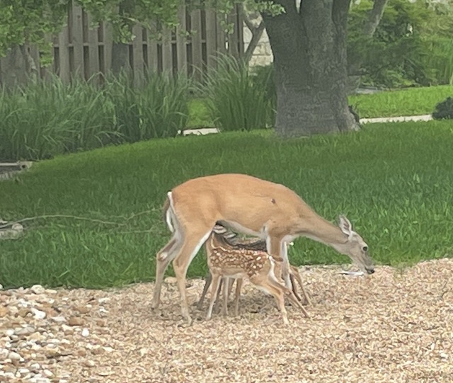 Triplets having lunch