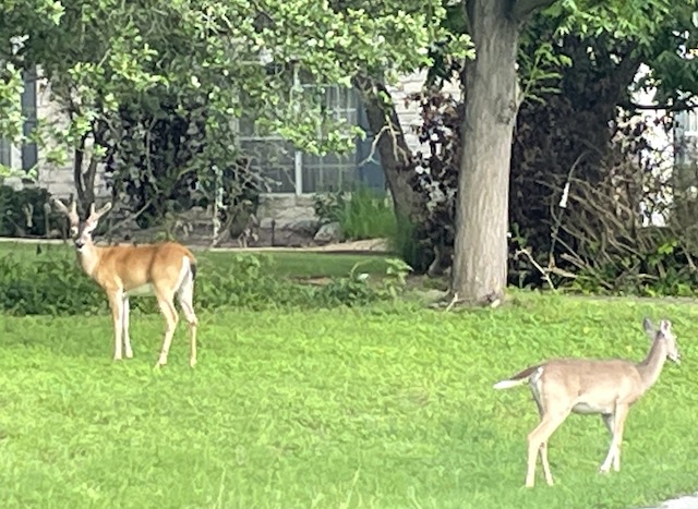 Buck and Doe