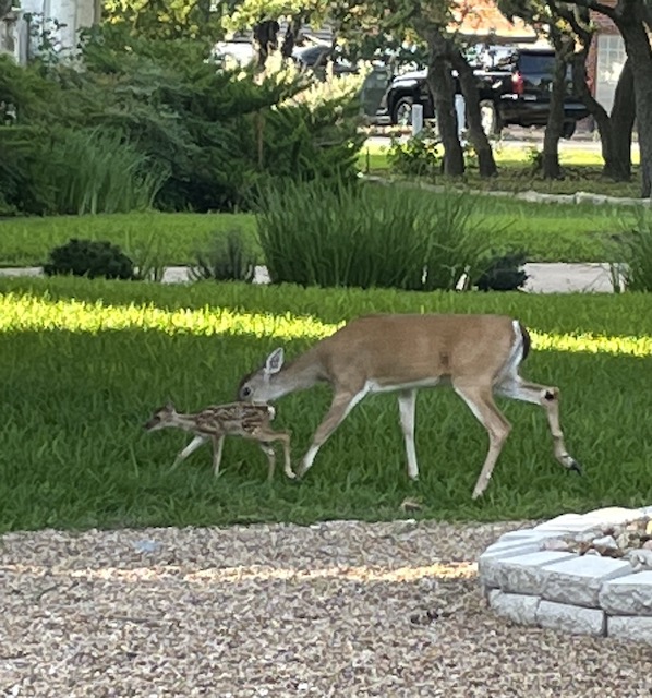 Fawn and mama