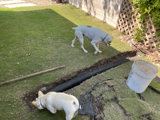 Twiggy and Lucy