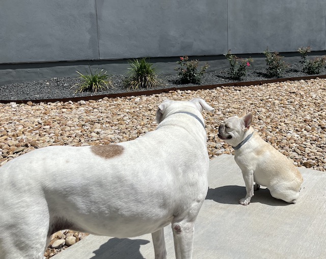 Lucy and Twiggy talking