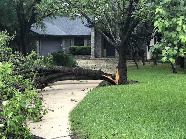 Down tree