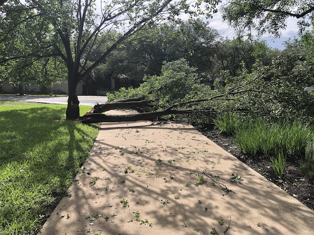 Photo of broken tree