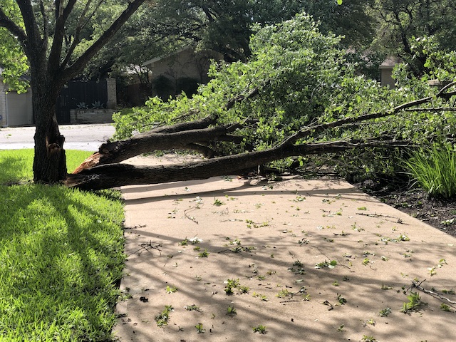 Photo of a downed tree